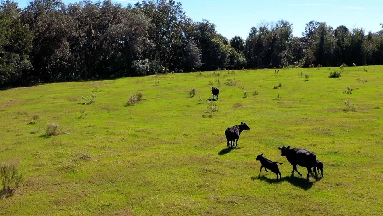 Cattle grazing on green pasture bordered by mature trees